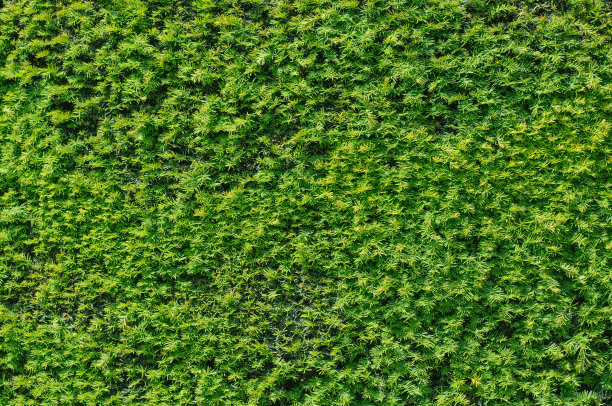 绿色树篱纹理背景。图片下载