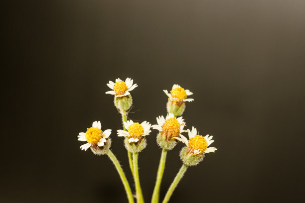 花黄色开花图片下载