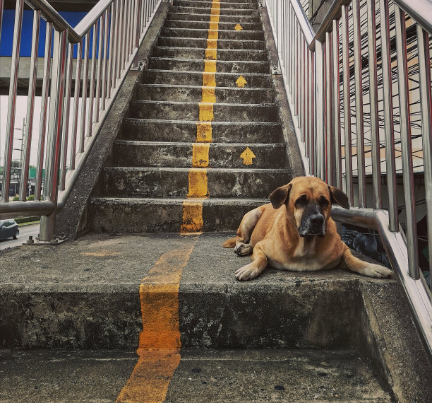 一只棕色的狗躺在过街的人行天桥的楼梯上。图片下载