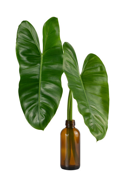 回收瓶上的绿叶。图片下载