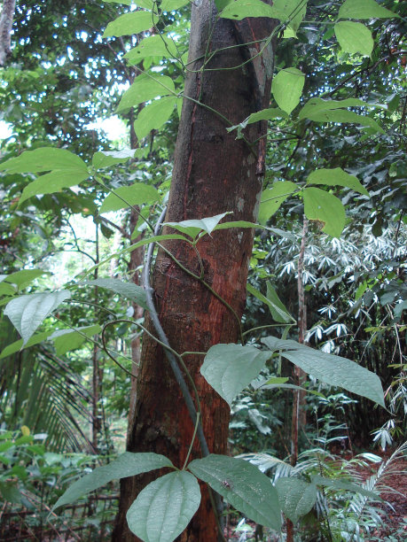 亚洲苦山药或毒山药(薯蓣属)及其树图片下载