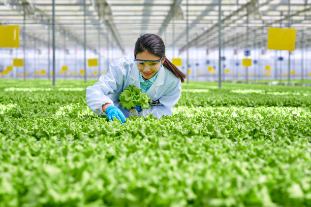 一名亚洲女研究员俯身检查水培温室植物的正面照片图片下载