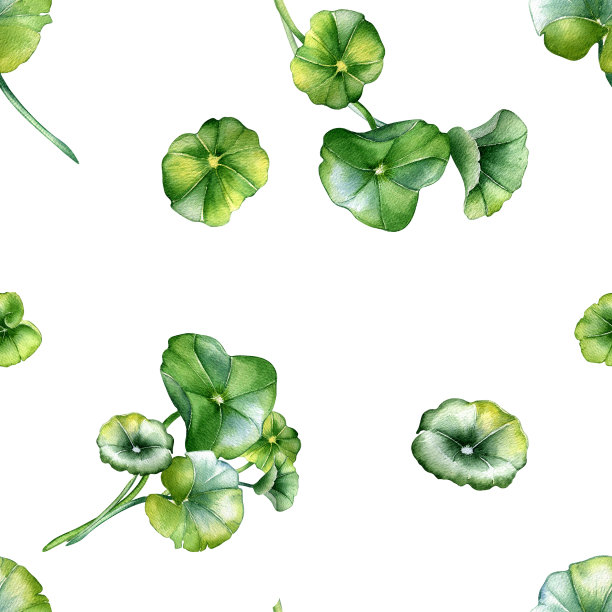 积雪草，天竺葵水彩无缝图案隔离在白色。Pennywort, gotukola，圆形叶子，草本植物手绘。包装、标签、包装、纺织品、背景设计图片下载