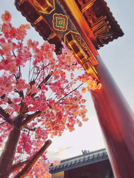 在红色的入口处，可以看到美丽的粉红色樱花树图片下载