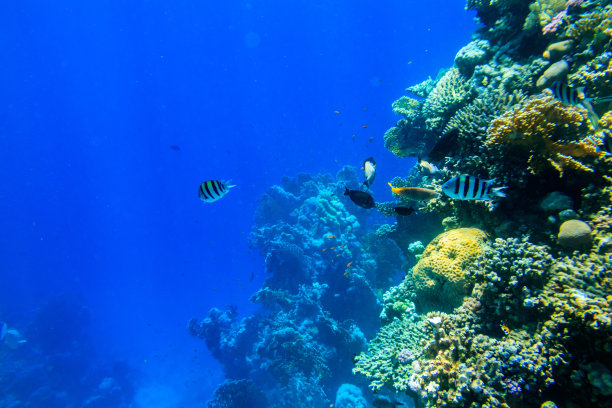 在埃及西奈半岛拉斯穆罕默德国家公园的红海珊瑚礁上，不同的热带鱼图片下载