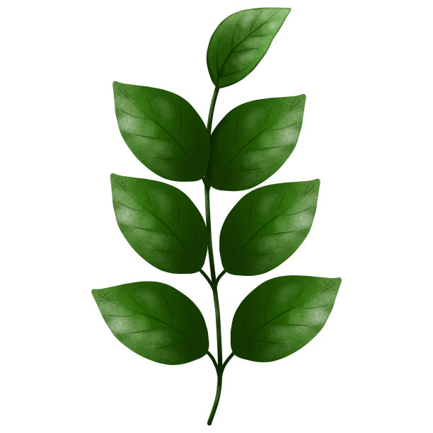 水彩绿叶剪贴画。手绘植物插图孤立在白色背景。图片下载