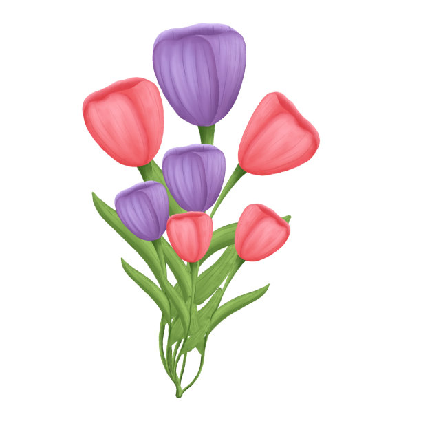 水彩红色和紫色郁金香花束插图。图片下载