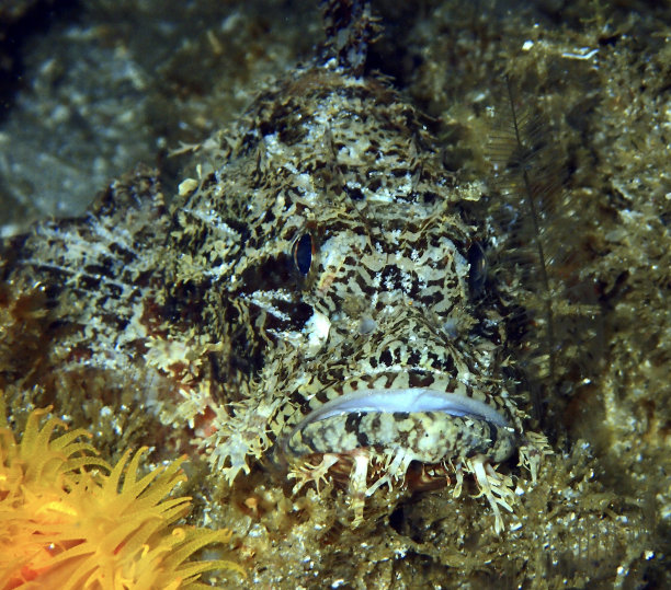 蝎子鱼图片下载