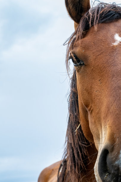棕色黑毛的纯种马，看着镜头。图片下载