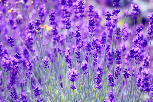 薰衣草田特写照片图片下载