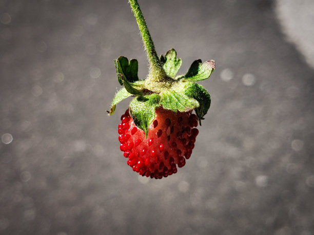 野草莓图片下载