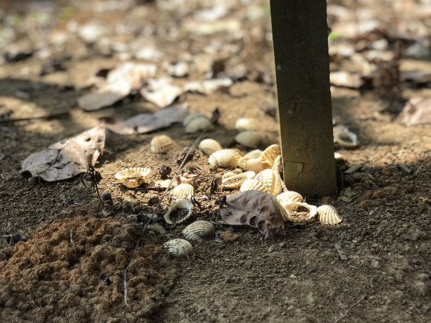 干地上的蛤蜊很美。蛤蜊颜色洁白美丽。自然背景图片下载