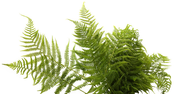 木蕨类植物的枝条孤立在白色背景上。图片下载