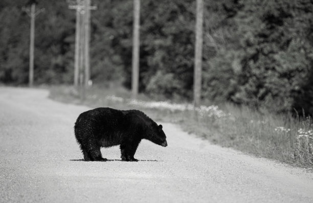 森林里的熊图片下载