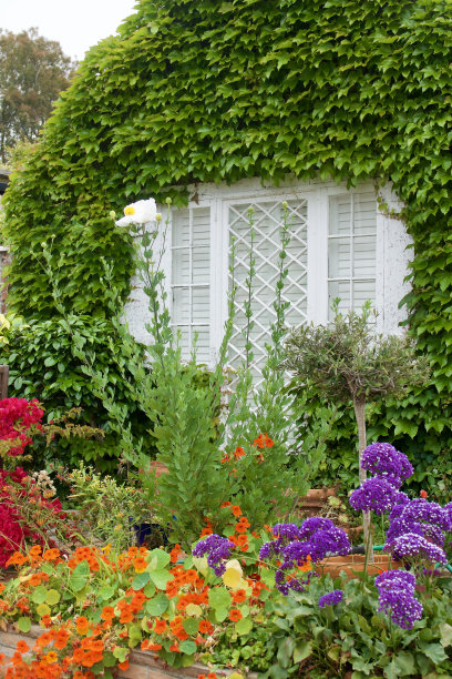 常青藤覆盖的平房和生机勃勃的野花图片下载