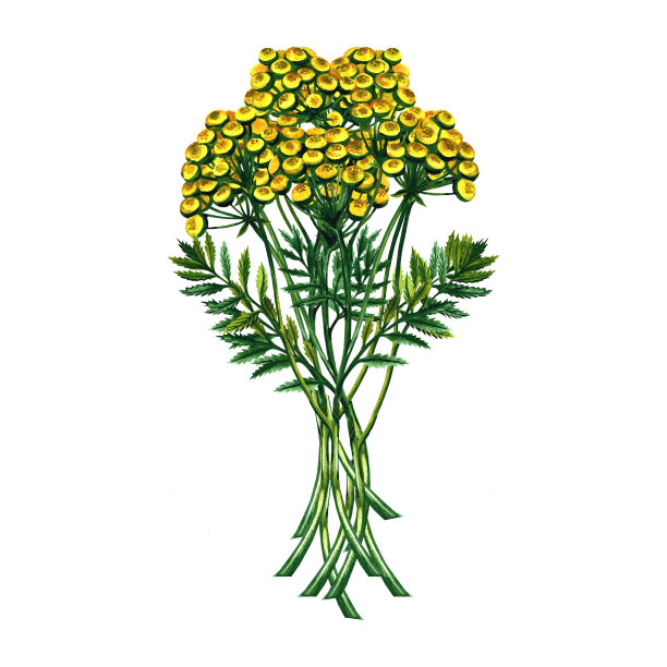 一束药用三色堇。药房草。水彩手绘插图。隔离在白色背景上。有用的茶叶，草药。用于包装、标签、药房横幅排版。海报。图片下载