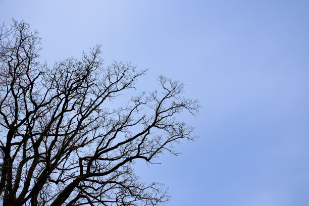 光秃秃的橡树树枝剪影。又黑又蓝。自然橡树树枝剪影在一个蓝色的背景。黑暗阴暗的森林剪影，蓝色背景上有纹理的树木。图片下载