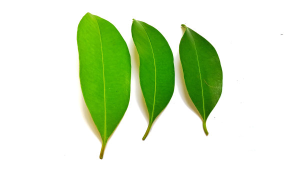 白底单株龙眼叶图片下载