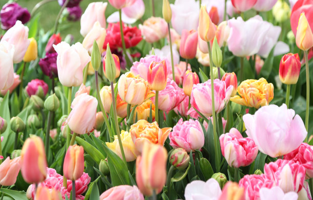 郁金香图片下载