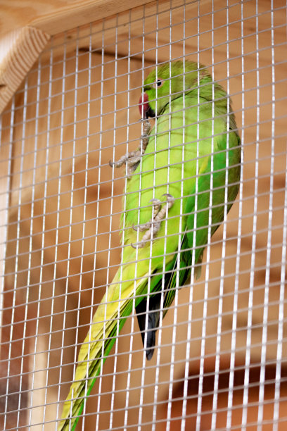 笼子里的鹦鹉图片下载