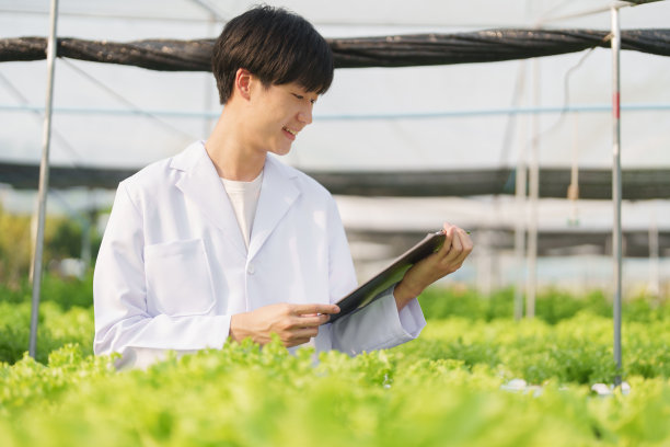 农民从水培农场收获蔬菜并审核质量。有机新鲜蔬菜，农民用水培蔬菜菜园收割，小型企业的概念。图片下载