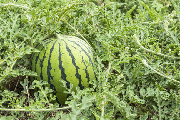 台湾云林农田里西瓜的特写。图片下载