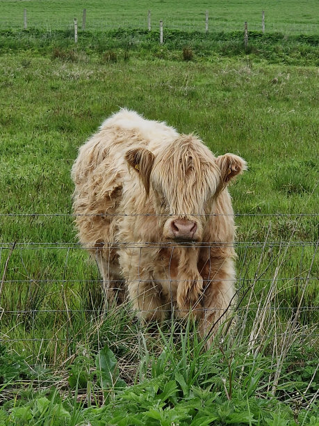 高地首席运营官图片下载