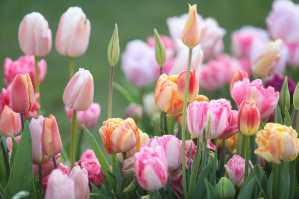 郁金香图片下载