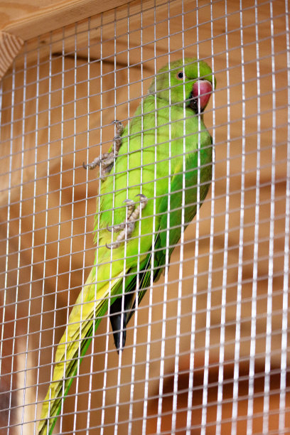 笼子里的鹦鹉图片下载