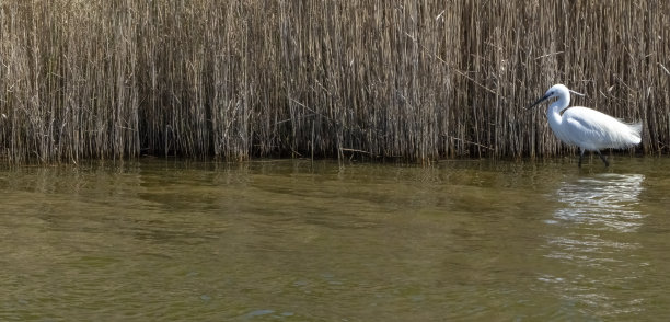 斯奈特舍姆芦苇床上的小白鹭。图片下载