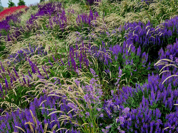 花坛上生长着高大的多年生白花植物，下面生长着黄色的多年生植物和鼠尾草，由黄、蓝、紫、白组成，围绕着一个带草坪的公园，有凤尾草、尾草、centanthus，图片下载