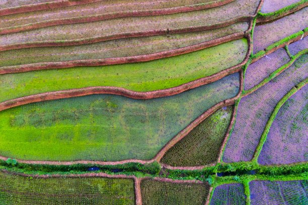 美丽的晨景印度尼西亚全景景观稻田与美丽的色彩和天空自然光图片下载