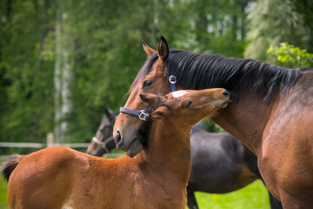 这是一匹漂亮的栗色小马驹和它的妈妈在草地上玩耍的照片图片下载