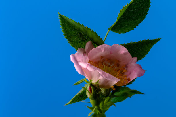 蓝色背景上的玫瑰果花朵照片图片下载