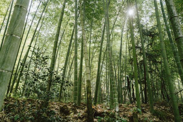 竹福勒斯特图片下载