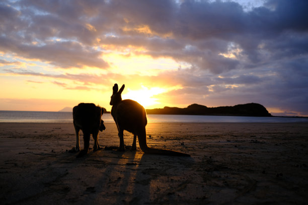 袋鼠的日出图片下载