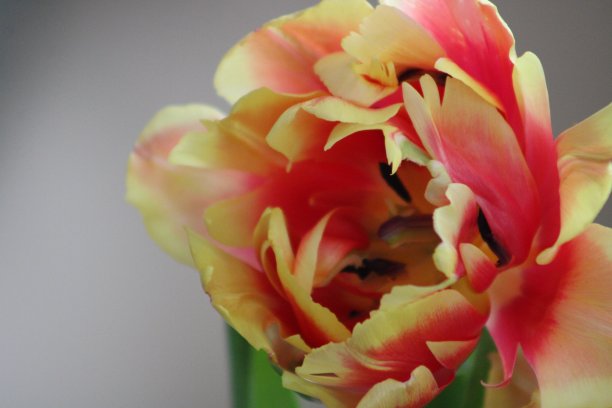 鹦鹉郁金香图片下载