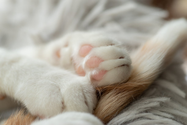 可爱的猫手图片下载