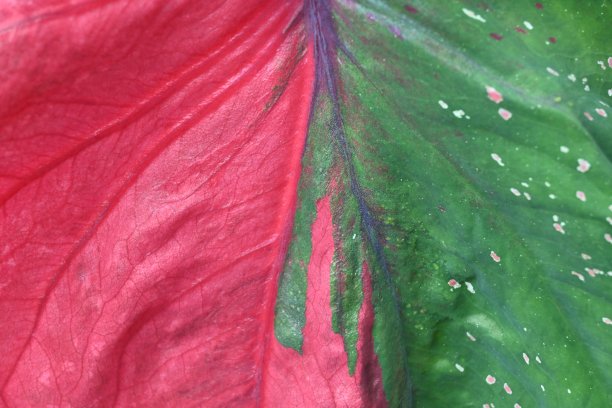 钙叶的抽象背景图片下载