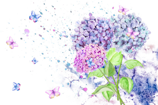 水彩画一束美丽的绣球花和蝴蝶。手绘绣球花植物插图。图片下载