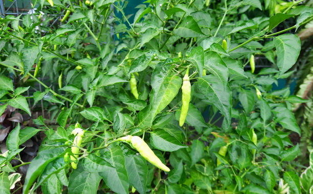 辣椒或甜椒图片下载