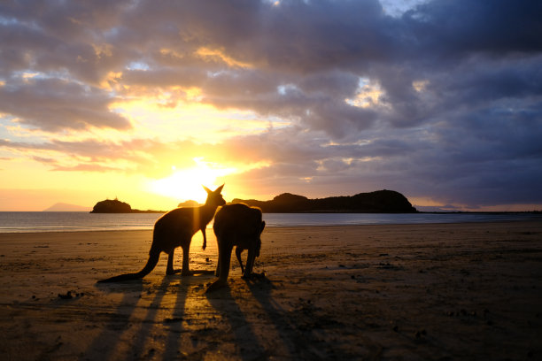 袋鼠的日出图片下载