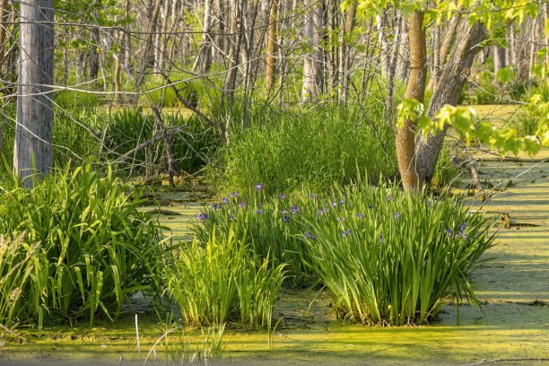 野生鸢尾花图片下载