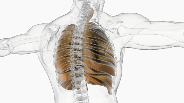 人体肺与隔膜解剖医学概念3D渲染图片下载