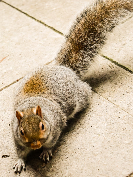 沃本森林里的灰松鼠宝宝图片下载