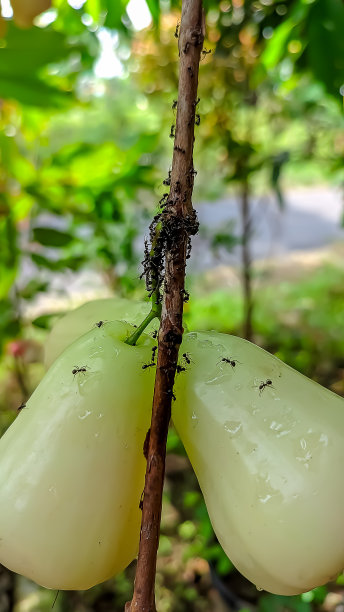 被黑蚂蚁包围的水番石榴图片下载