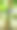 被黑蚂蚁包围的水番石榴图片下载