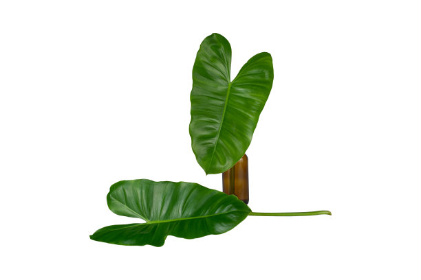 回收瓶上的绿叶。图片下载