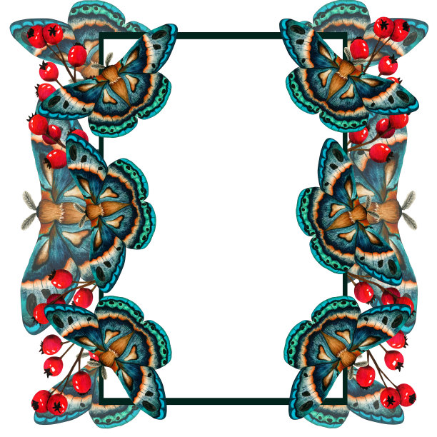 框架与蓝绿色蛾和红色浆果水彩插图孤立的白色背景。手绘剪贴画帝王夜蝴蝶。昆虫为文具、海报、墙纸的设计图片下载