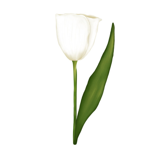 水彩白色郁金香花插图隔离在透明的背景。婚礼装饰、插花、图片下载